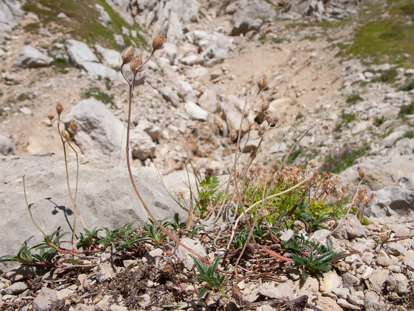 Image of Helianthemum buschii specimen.