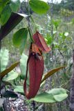 genus Nepenthes. Ловчий кувшинчик. Малайзия, штат Саравак, национальный парк \"Бако\". 30.04.2008.