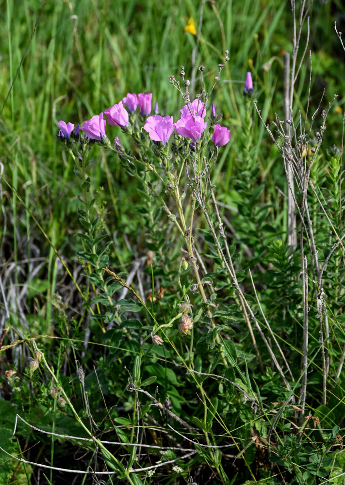 Изображение особи Linum hypericifolium.