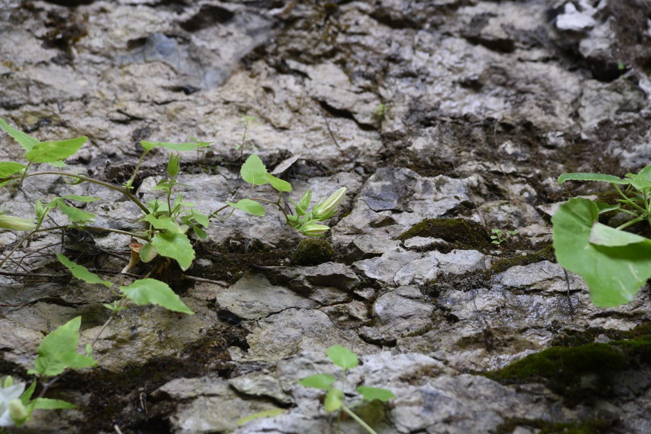 Image of Campanula pendula specimen.