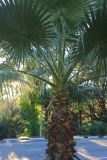 Washingtonia filifera. Часть кроны. Краснодарский край, Черноморское побережье Кавказа, г. Сочи, в культуре. 27 октября 2017 г.