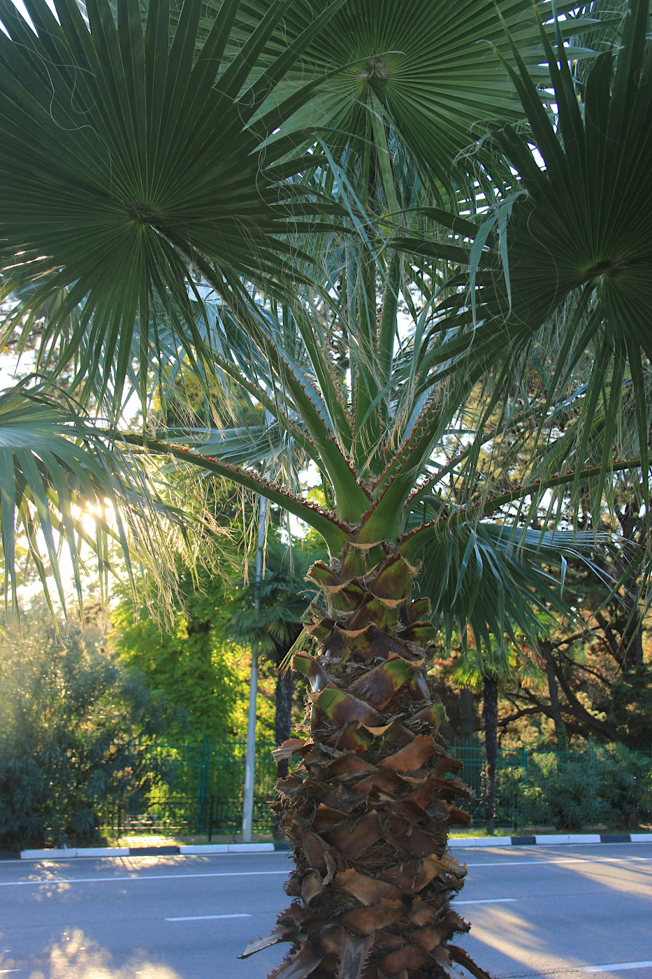 Изображение особи Washingtonia filifera.