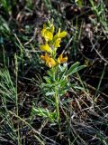 Thermopsis lanceolata. Цветущее растение. Хакасия, Боградский р-н, окр. с. Большая Ерба, подножие лугового склона. 07.06.2022.