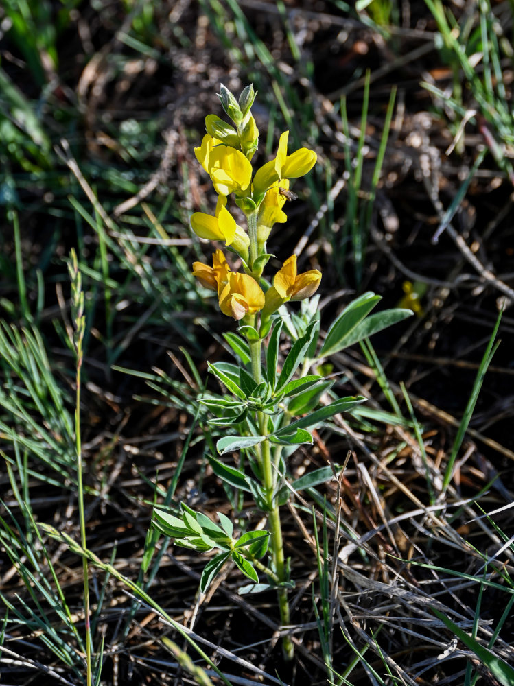 Image of Thermopsis lanceolata specimen.