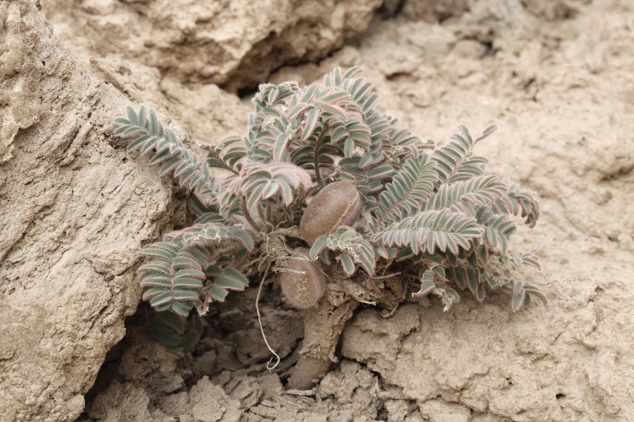 Изображение особи род Astragalus.