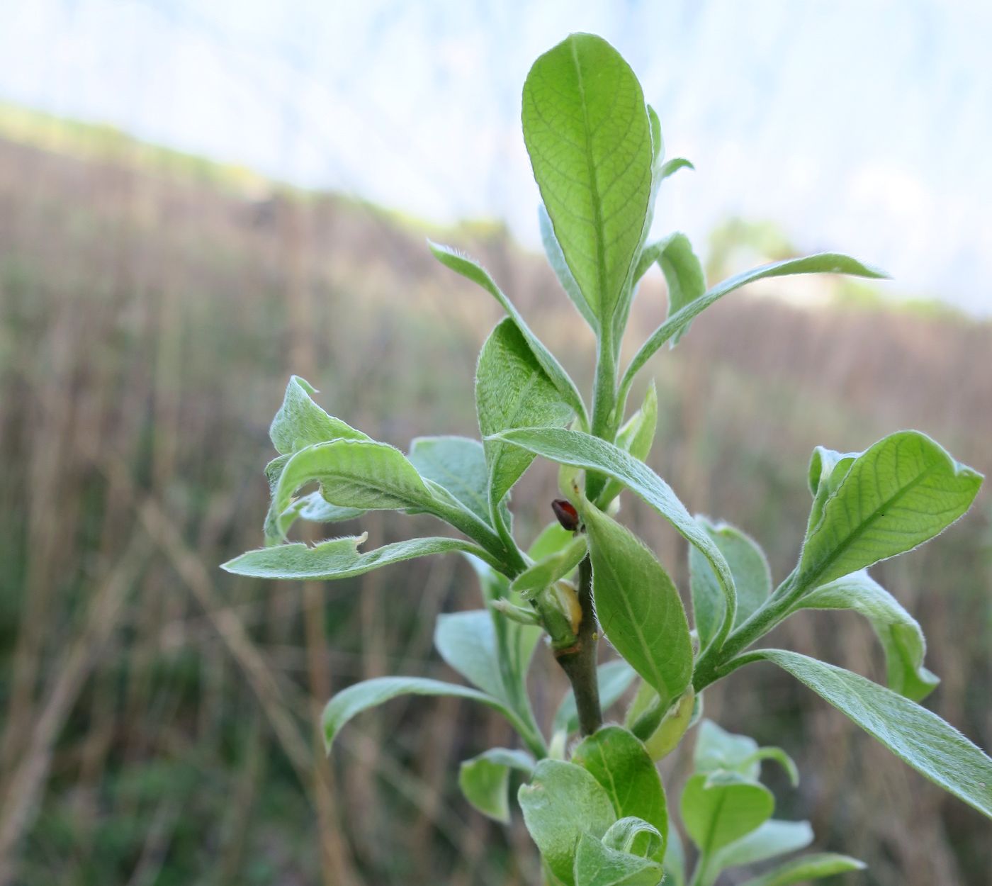 Изображение особи Salix cinerea.