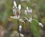 Allium kunthianum. Верхушки побегов с соцветиями в бутонах. Кабардино-Балкария, долина р. Баксан, между памятником первовосходителям на Эльбрус и водопадом на р. Курмычи, высота 1600 м н.у.м., луг. 24 июля 2022 г.