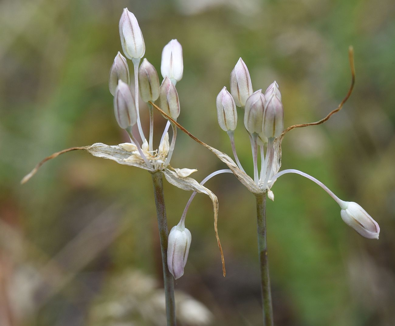 Image of Allium kunthianum specimen.