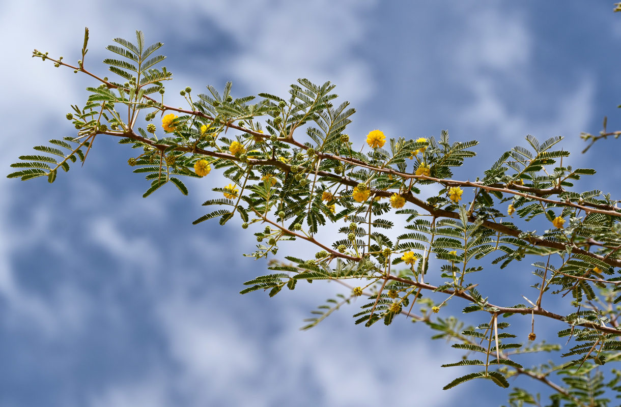 Изображение особи Vachellia nilotica.