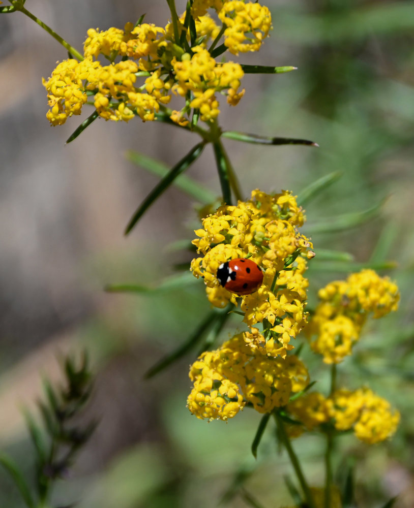 Изображение особи Galium verum.