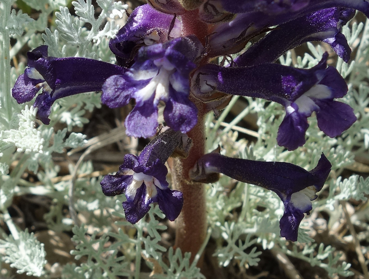 Изображение особи Orobanche amoena.