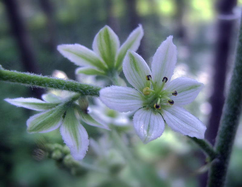 Image of Veratrum dahuricum specimen.