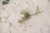 Oenothera stricta. Отцветающее и плодоносящее растение. Чили, обл. Valparaiso, провинция Isla de Pascua, северо-восточная часть острова, бухта Anakena, закреплённые дюны. 09.03.2023.