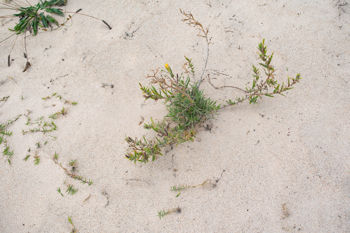 Image of Oenothera stricta specimen.