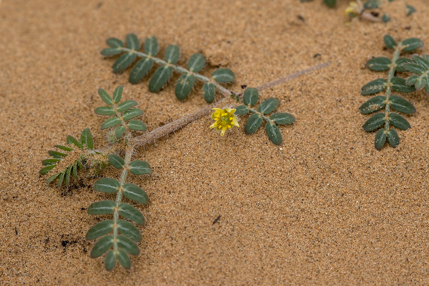 Image of Tribulus terrestris specimen.