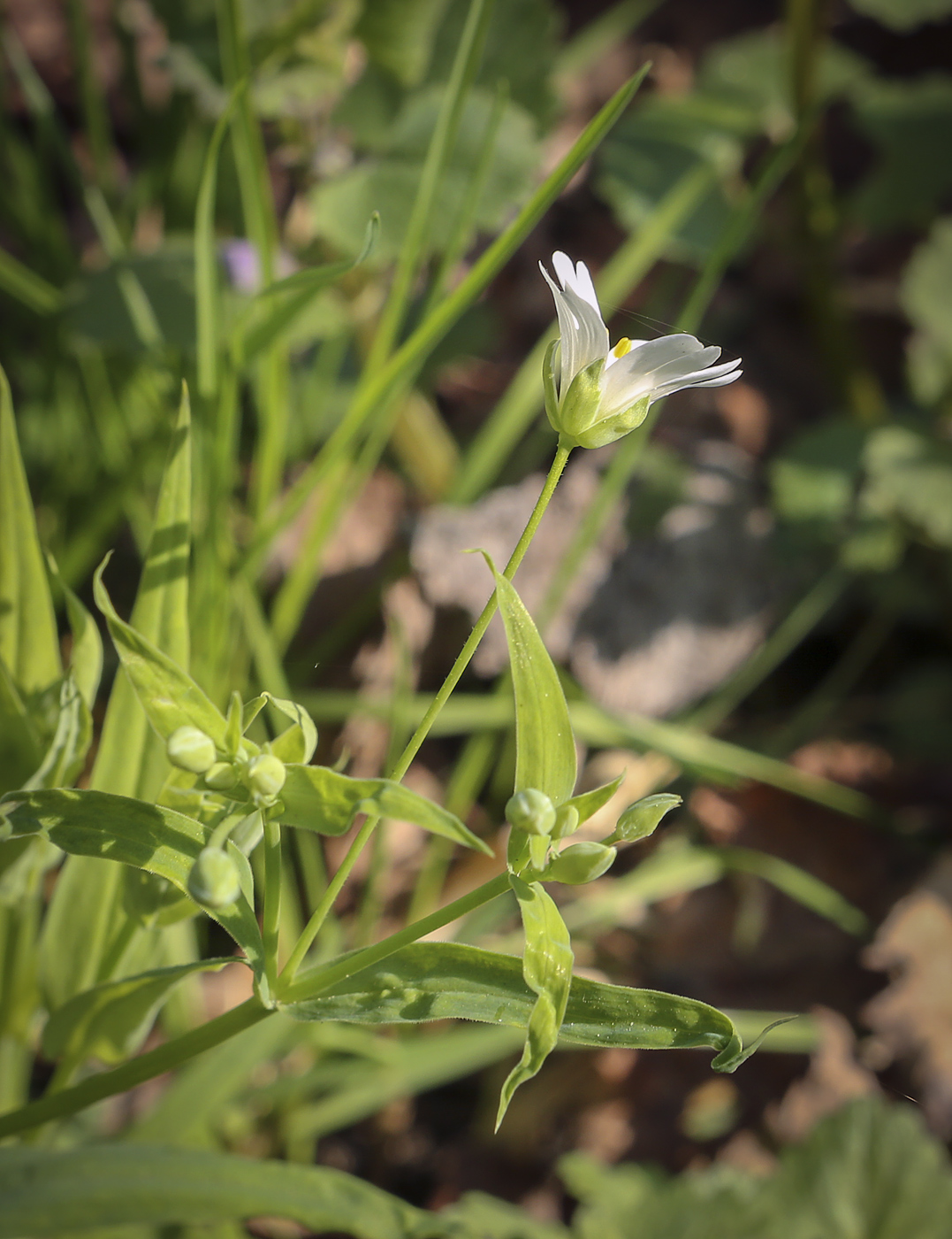 Image of Stellaria holostea specimen.