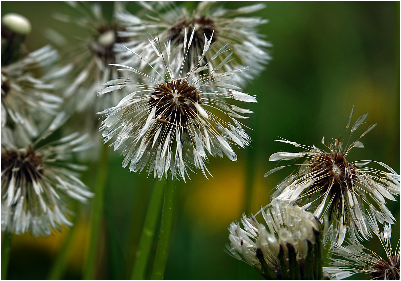 Изображение особи Taraxacum officinale.