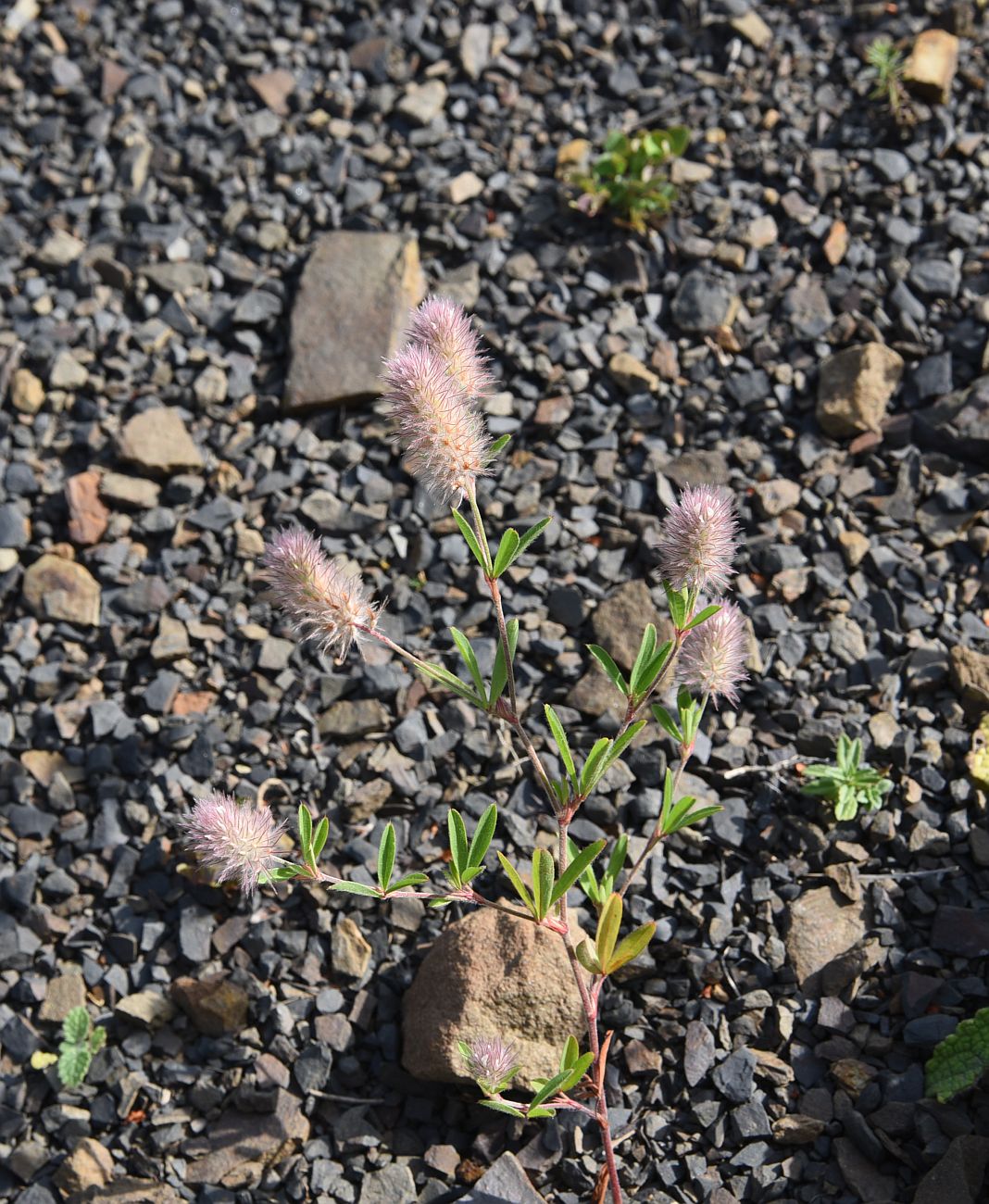 Image of Trifolium arvense specimen.