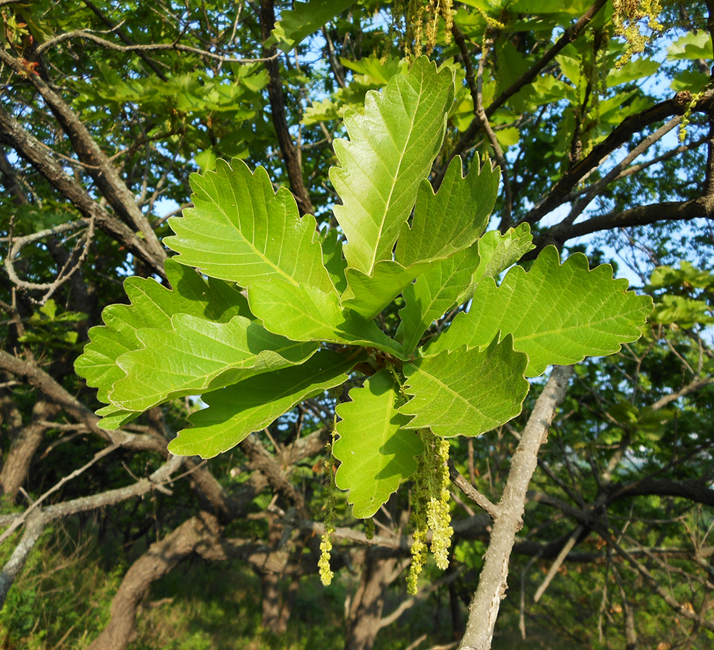 Изображение особи Quercus dentata.