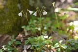 Linnaea borealis