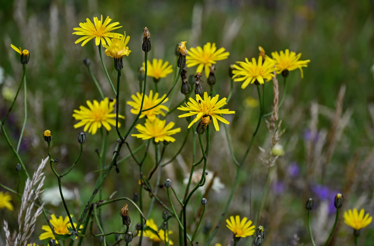 Image of Crepis sonchifolia specimen.