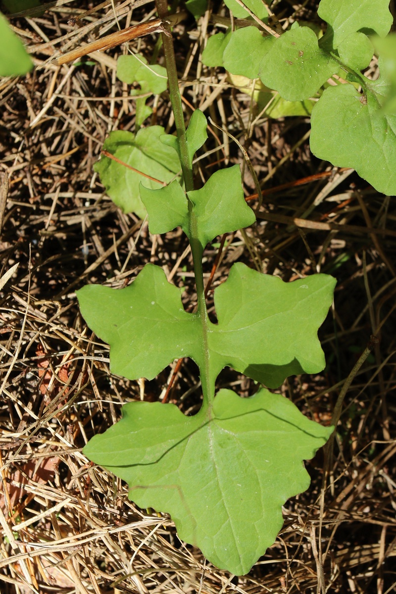 Image of Mycelis muralis specimen.