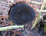 Helianthus annuus. Созревшее соплодие-корзинка. Болгария, Бургасская обл., село Оризаре, поле, в культуре. 17.09.2021.