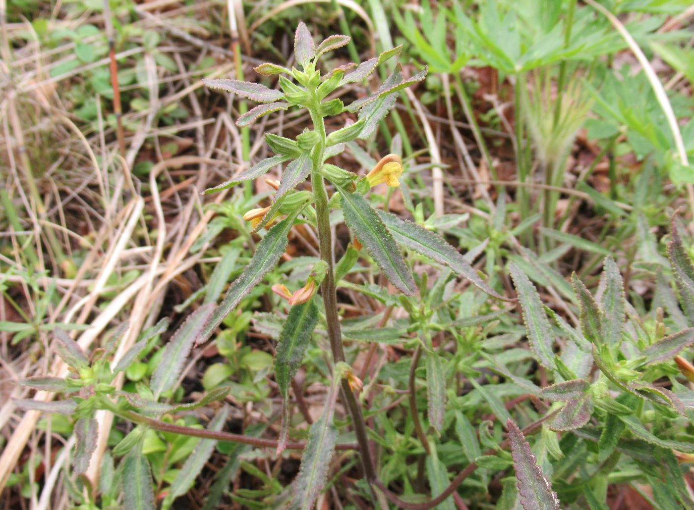 Изображение особи Pedicularis labradorica.