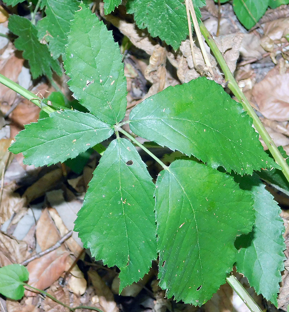 Image of Rubus ibericus specimen.