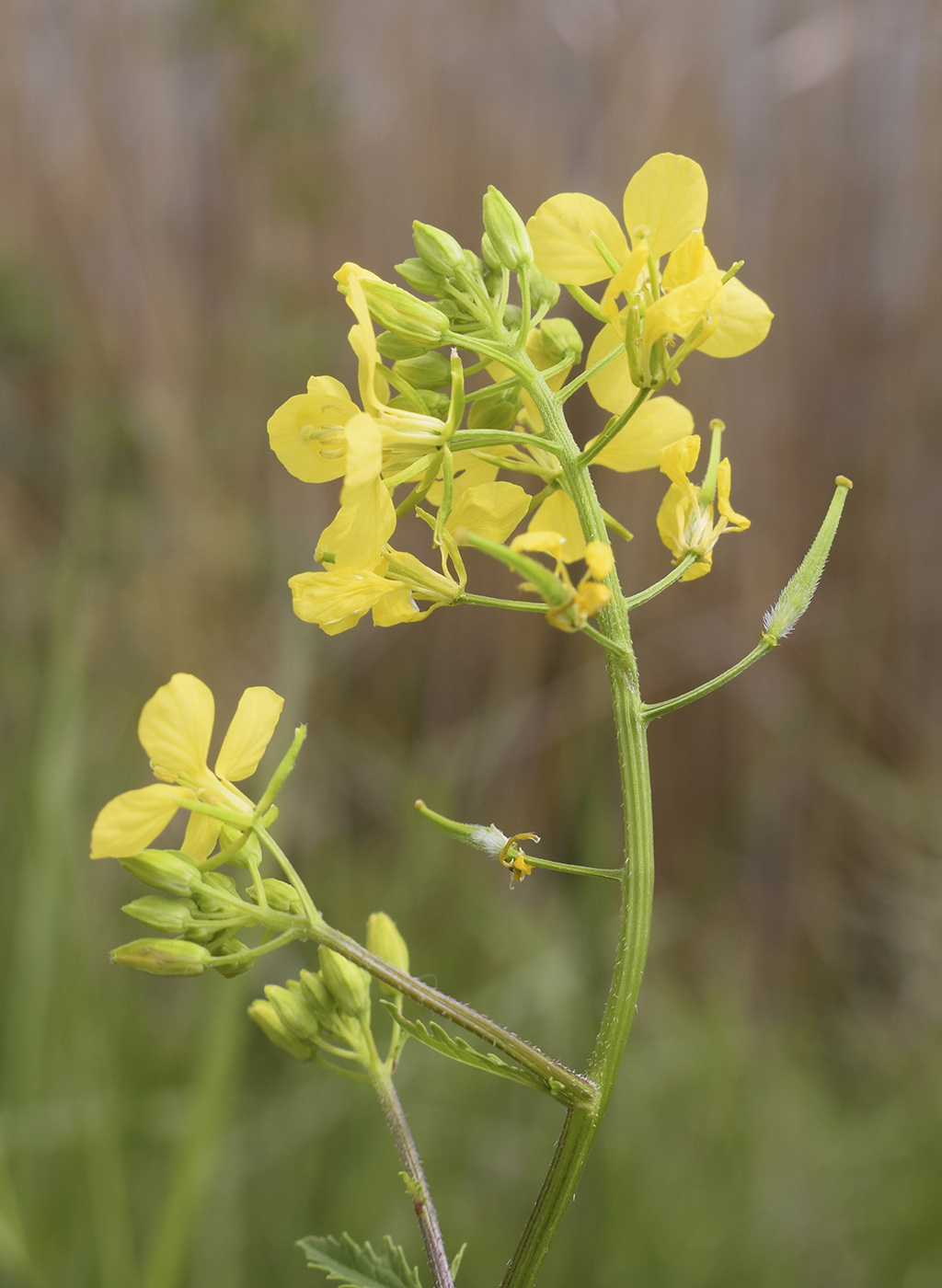 Image of Sinapis alba ssp. mairei specimen.