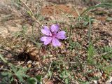 Смотреть изображение Geranium transversale