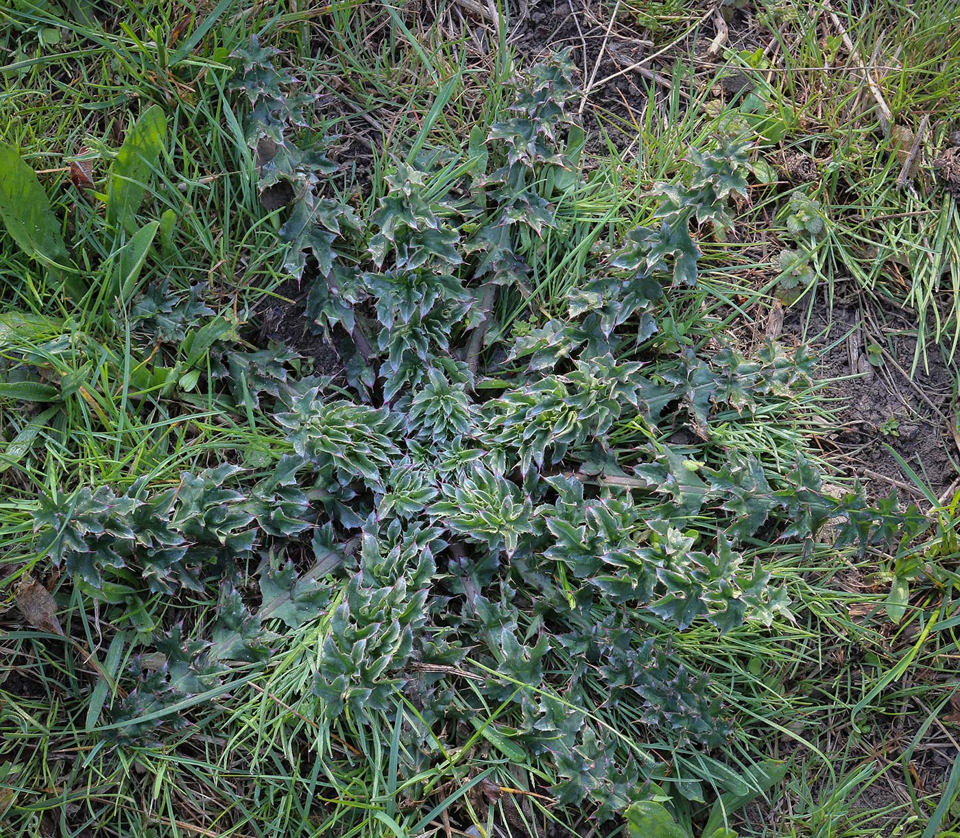 Image of genus Carduus specimen.