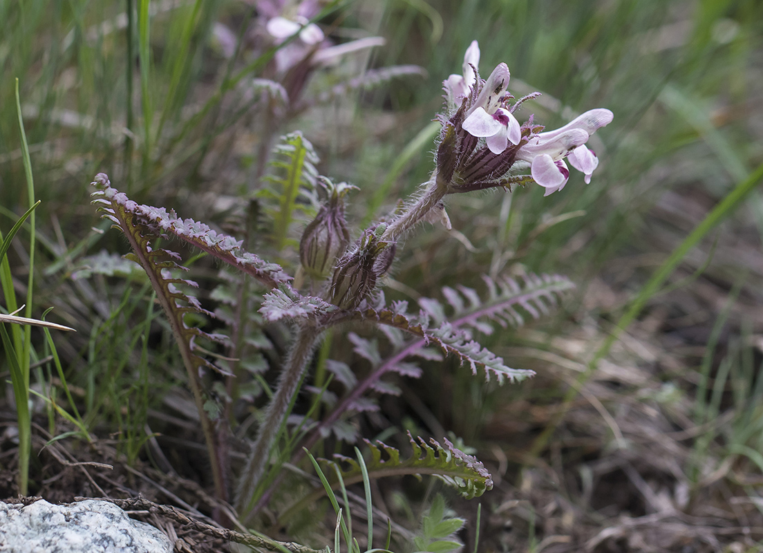 Изображение особи Pedicularis semenowii.