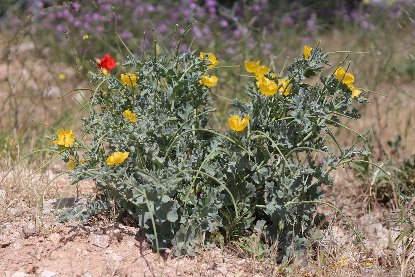 Image of Glaucium flavum specimen.