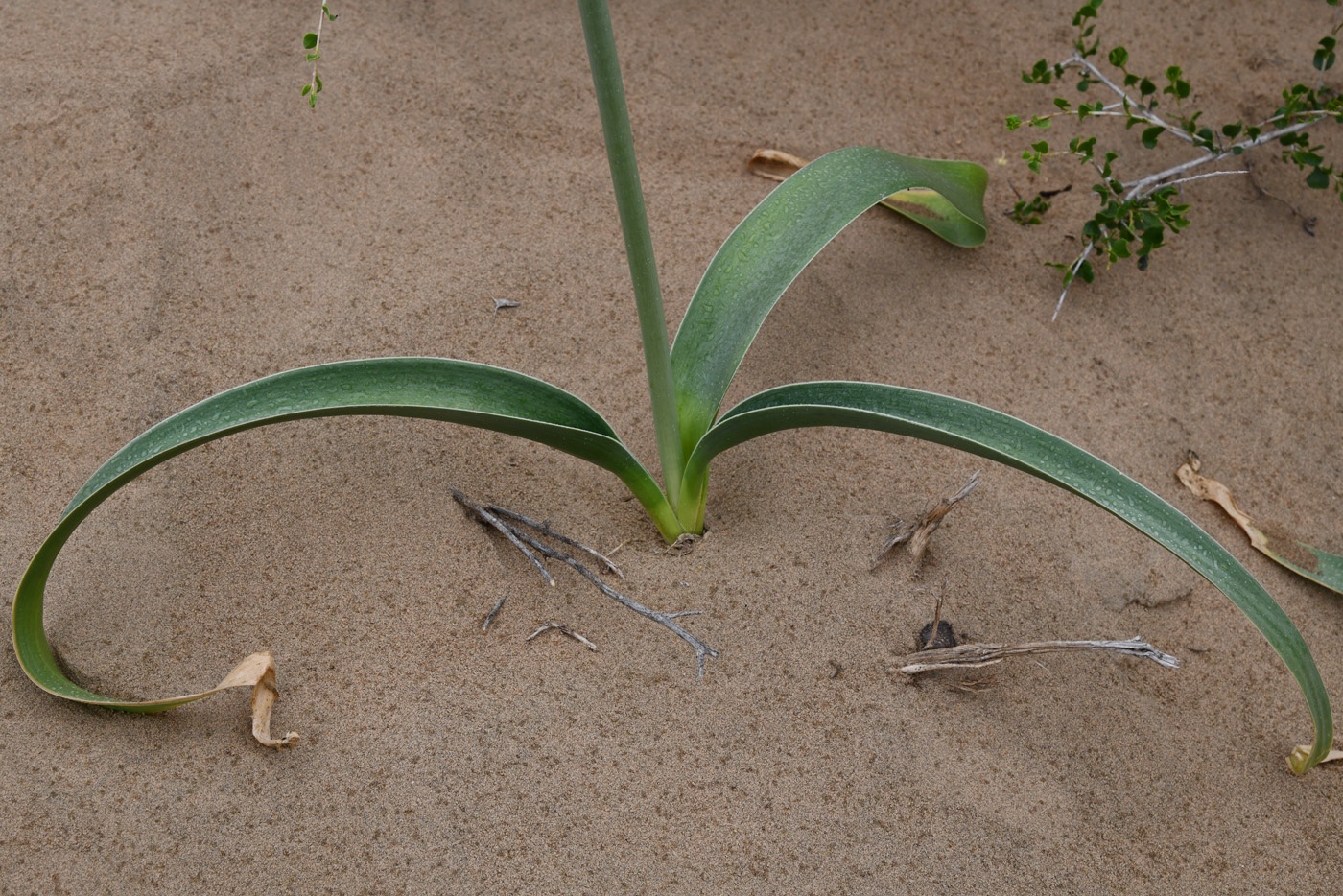 Image of Allium subscabrum specimen.