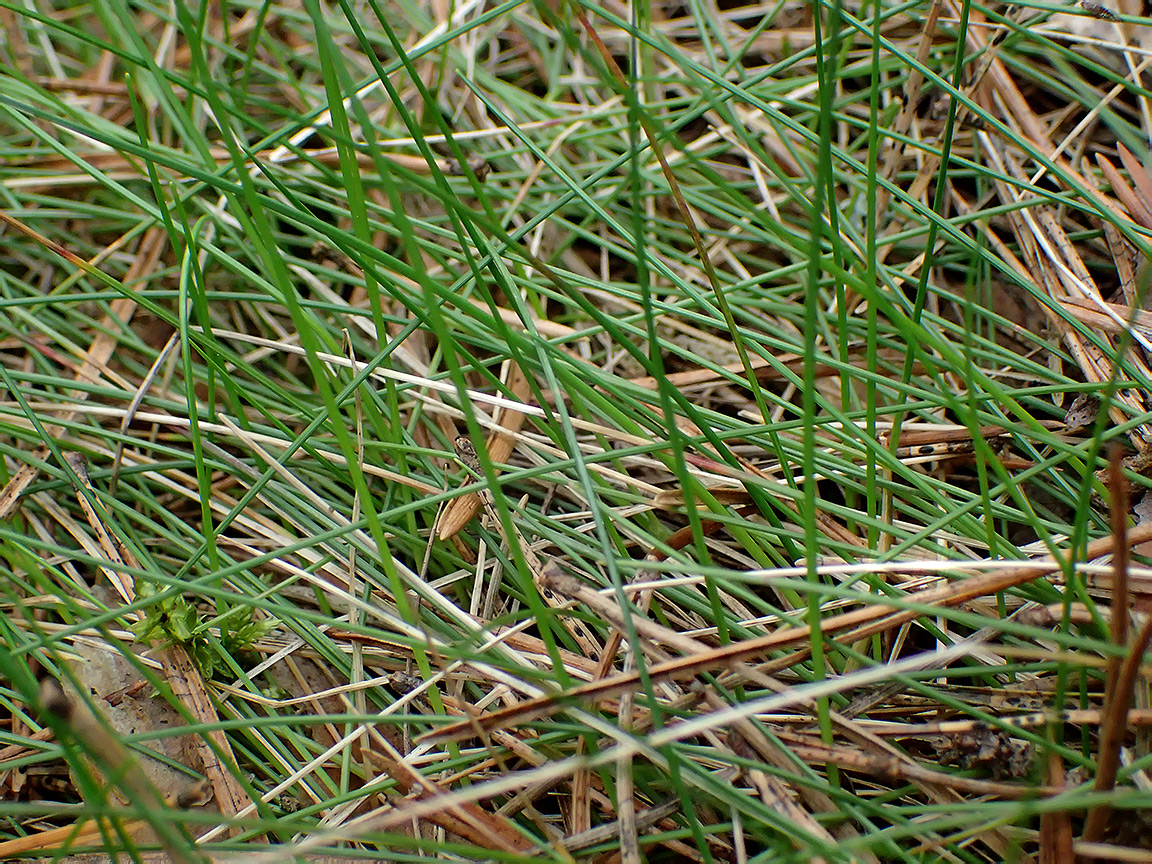 Image of Eriophorum vaginatum specimen.