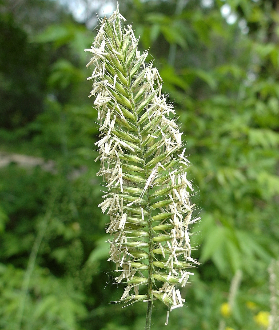 Image of Agropyron pectinatum specimen.