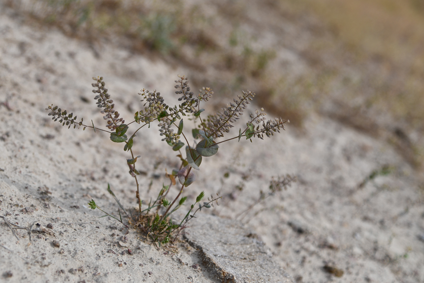 Image of Lepidium perfoliatum specimen.