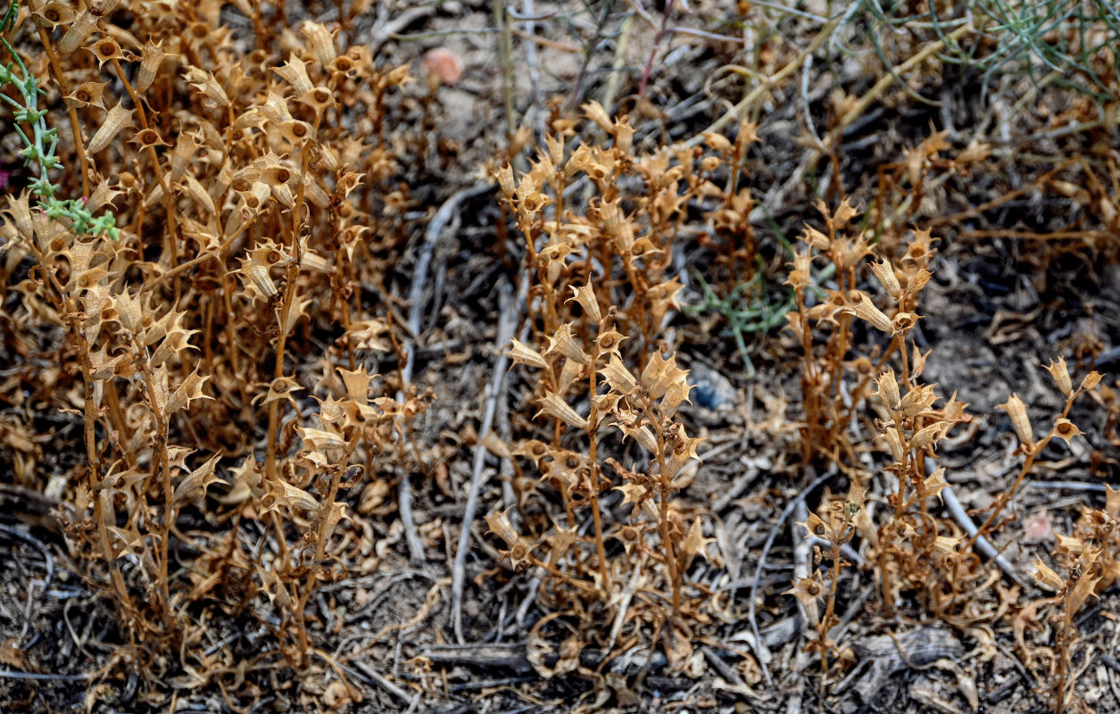 Изображение особи Hyoscyamus pusillus.