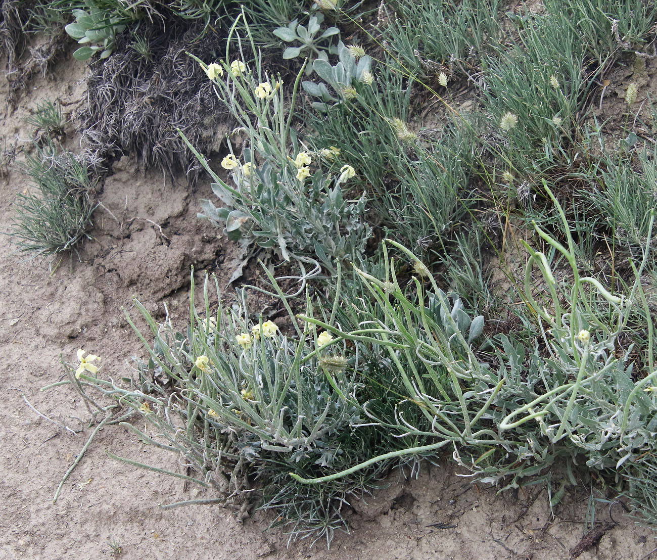 Image of Matthiola odoratissima specimen.