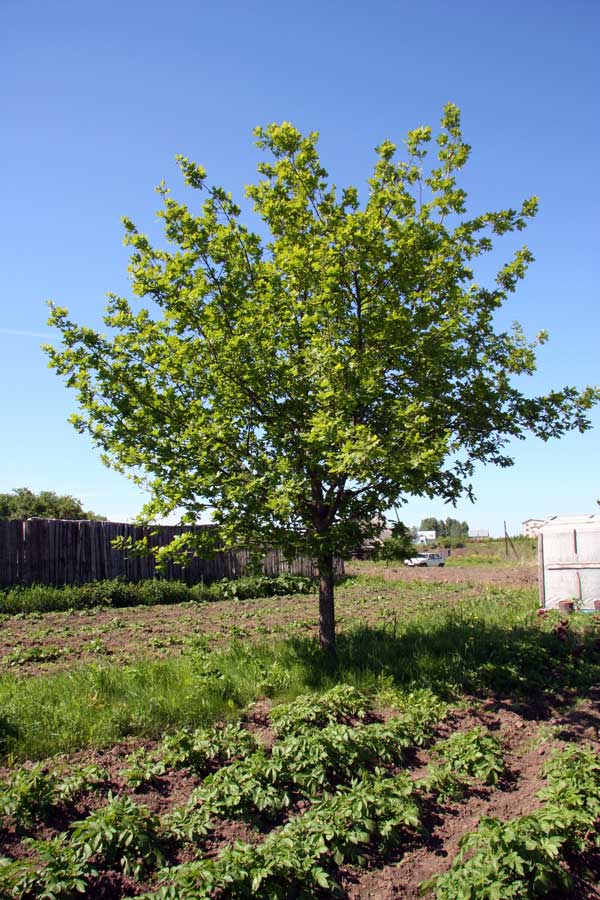 Image of Quercus robur specimen.