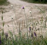 Xeranthemum annuum