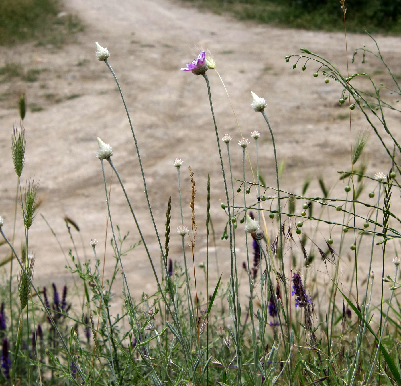 Изображение особи Xeranthemum annuum.