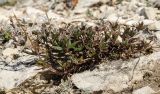 Helianthemum zheguliense