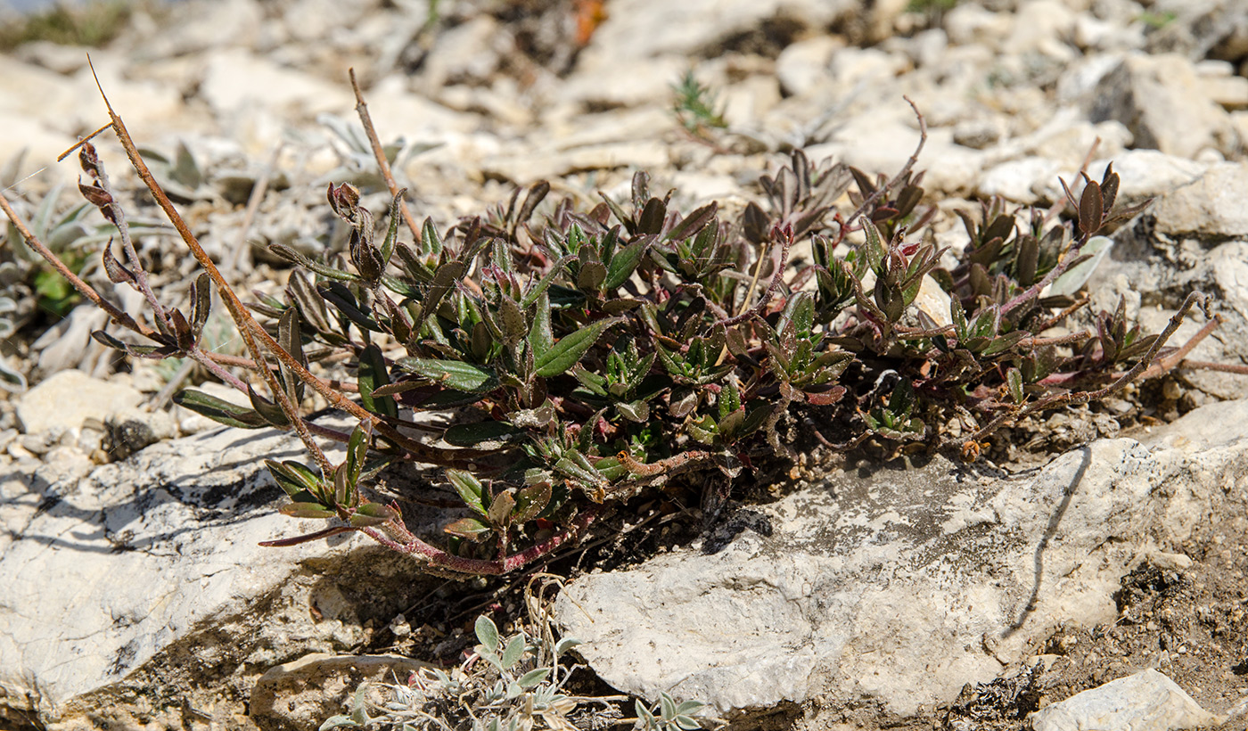 Изображение особи Helianthemum zheguliense.