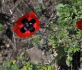 genus Papaver. Цветок и плоды. Грузия, Мцхета-Мтианети, окр. монастыря Джвари, луг. 6 мая 2019 г.