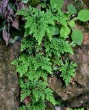 Selaginella braunii