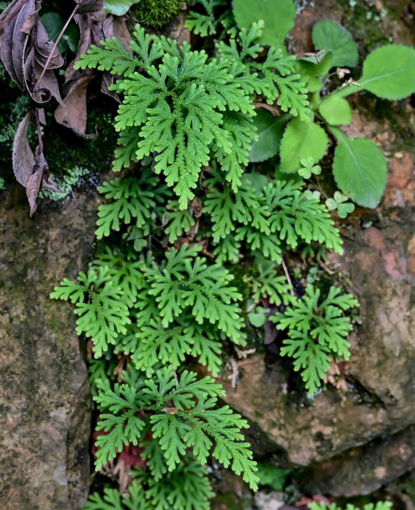 Изображение особи Selaginella braunii.