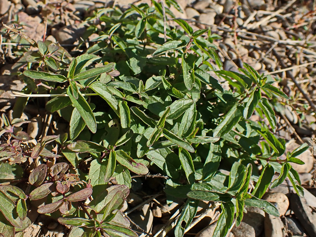 Изображение особи Scutellaria scordiifolia.