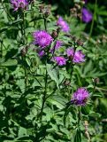 Centaurea phrygia